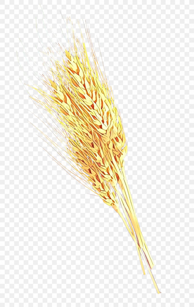 Emmer Cereal Germ Einkorn Wheat Whole Grain, PNG, 1895x3000px, Emmer, Barley, Barleys, Cereal, Cereal Germ Download Free