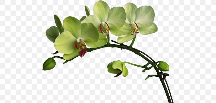 Flower Moth Orchids Boat Orchid Color Clip Art, PNG, 500x391px, Flower, Blog, Boat Orchid, Branch, Color Download Free