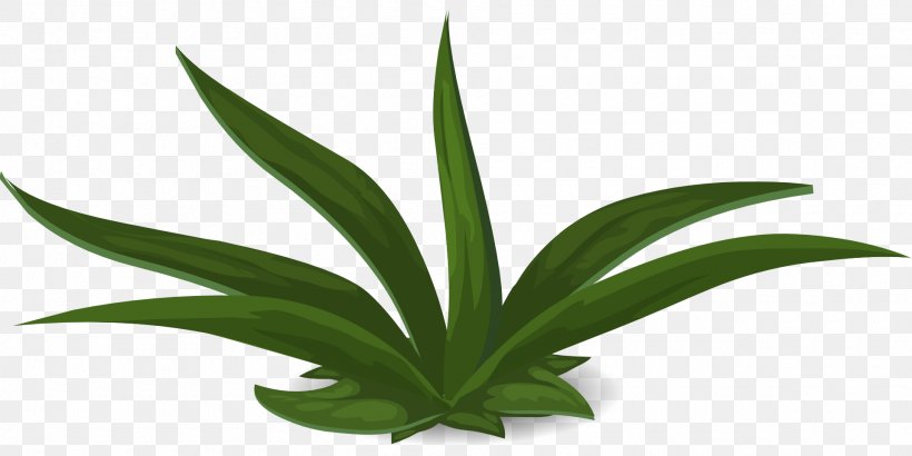 Plant Green Aloe Vera, PNG, 1920x960px, Plant, Agave, Aloe Vera, Flower, Flowering Plant Download Free