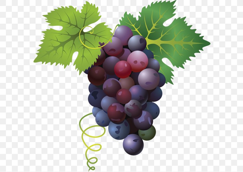 Common Grape Vine Clip Art, PNG, 600x581px, Common Grape Vine, Art, Art Museum, Berry, Divertimento Download Free