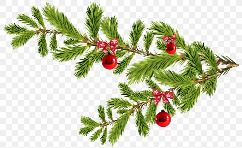 Fir Christmas Ornament Spruce Christmas Day Image, PNG, 800x502px, Fir, American Larch, Berry, Branch, Chinese Hawthorn Download Free