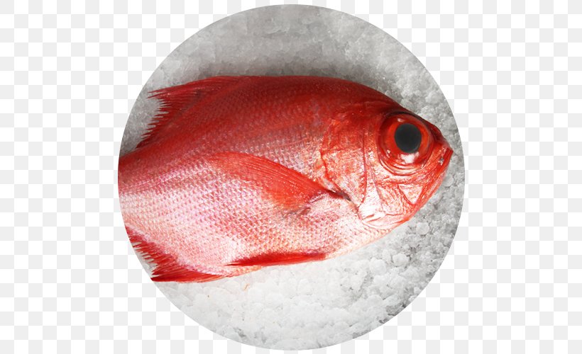 Fishing Northern Red Snapper Scorpaena Scrofa Rascasse, PNG, 500x500px, Fish, Fishing, Frying, Northern Red Snapper, Orange Download Free