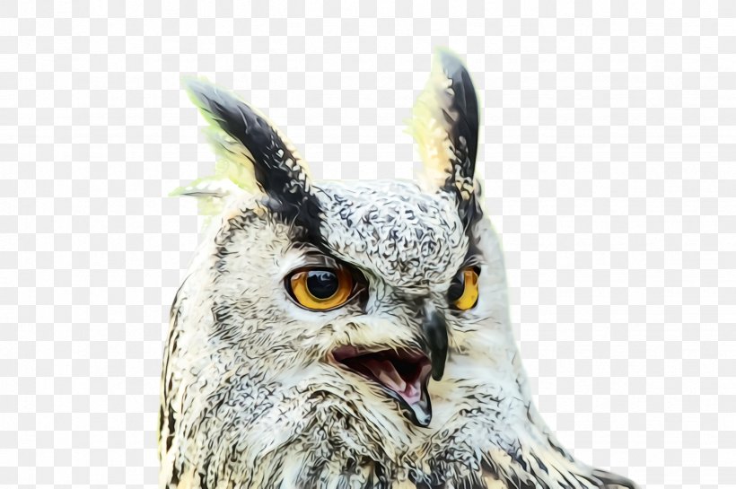 Owl Bird Bird Of Prey Beak Eastern Screech Owl, PNG, 2452x1632px, Watercolor, Beak, Bird, Bird Of Prey, Eastern Screech Owl Download Free