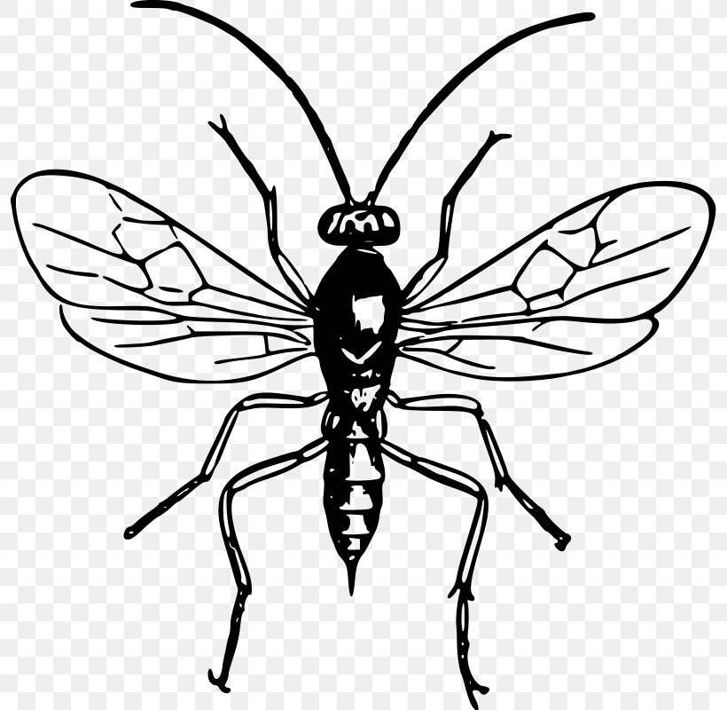 Hornet Line Art Black And White Clip Art, PNG, 796x800px, Hornet, Arthropod, Artwork, Black And White, Butterfly Download Free