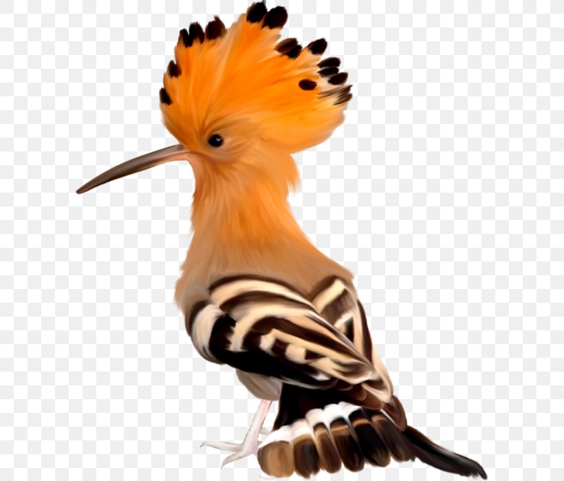 Lovebird Africa Wildlife Hoopoe, PNG, 600x699px, Bird, Africa, Albatross, Animal, Beak Download Free