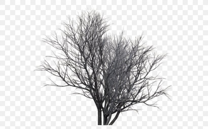 Monochrome Photography Tree, PNG, 1024x639px, 3d Rendering, Monochrome Photography, Black And White, Branch, Grass Download Free
