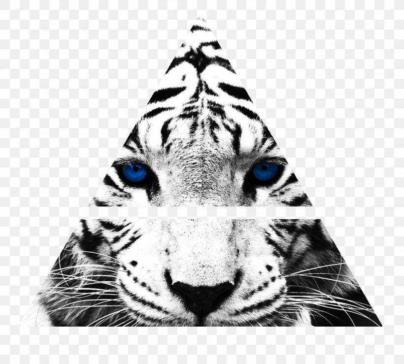 Tiger's Curse White Tiger Desktop Wallpaper Felidae Zoo, PNG, 1596x1440px, White Tiger, Animal, Bengal Tiger, Big Cats, Black And White Download Free