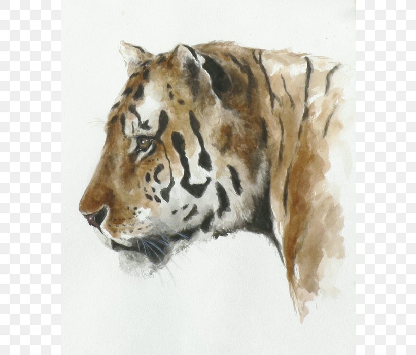 Tiger Whiskers Cat Fur Snout, PNG, 700x700px, Tiger, Animal, Big Cat, Big Cats, Carnivoran Download Free