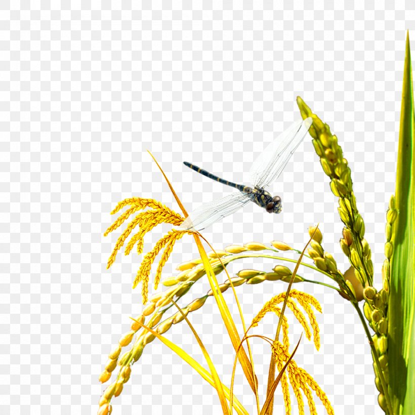 Oryza Sativa Rice Download Poster Agriculture, PNG, 1000x1000px, Oryza Sativa, Advertising, Agriculture, Branch, Butterfly Download Free