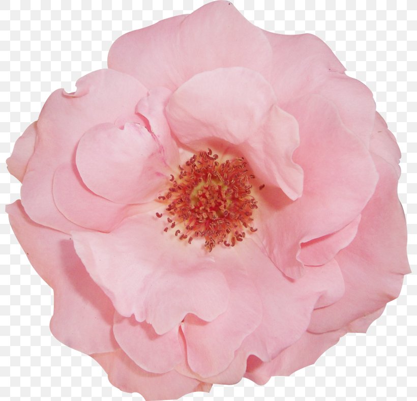 Centifolia Roses Garden Roses Yarn Floribunda, PNG, 800x788px, Centifolia Roses, Cut Flowers, Floribunda, Flower, Flowering Plant Download Free
