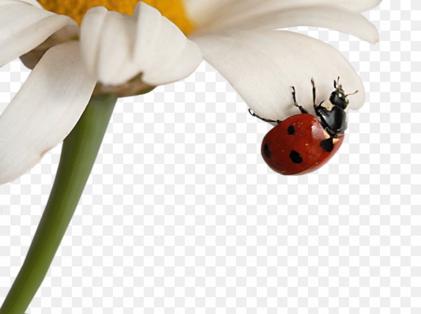 Insect Matricaria Coccinella Desktop Metaphor Wallpaper, PNG, 1115x834px, Beetle, Animal, Arthropod, Bee, Desktop Metaphor Download Free