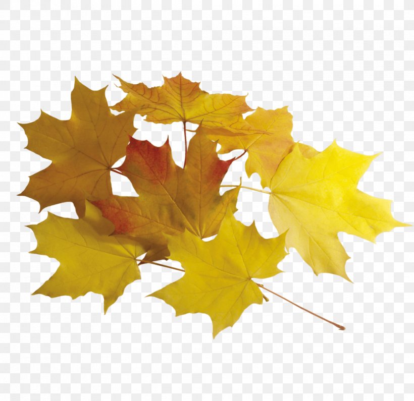 Maple Leaf Clip Art, PNG, 1031x1000px, Leaf, Autumn, Ifwe, Maple, Maple Leaf Download Free