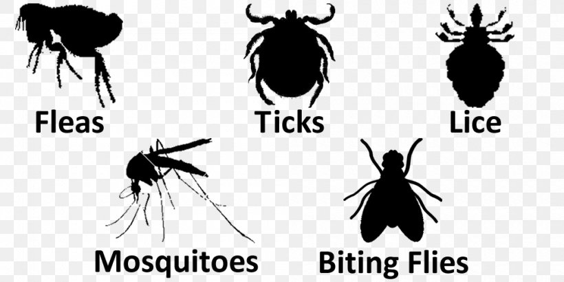 Mosquito Insect Logo Tick Font, PNG, 1000x500px, Mosquito, Arthropod, Black And White, Disease, Insect Download Free