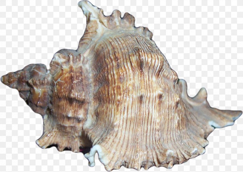 Seashell Sea Snail, PNG, 1660x1179px, Seashell, Conch, Conchology, Fauna, Gimp Download Free