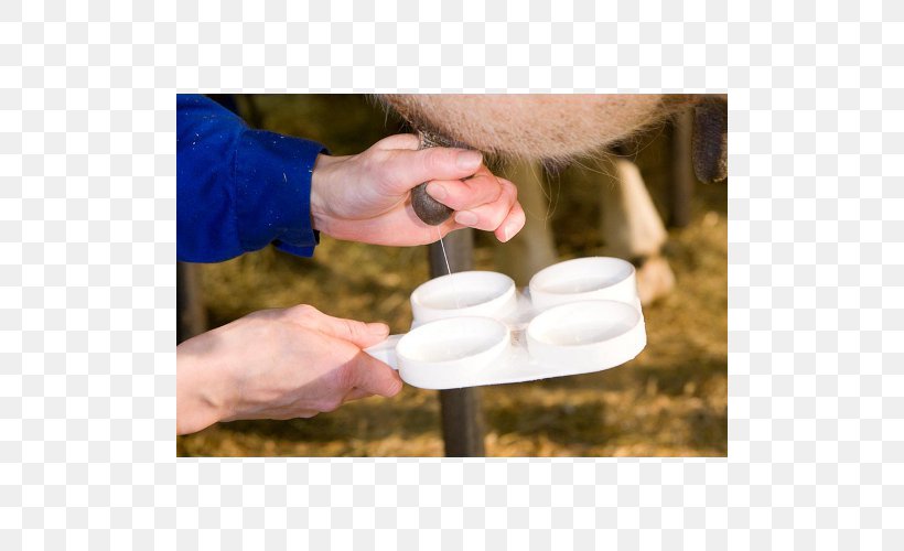 Taurine Cattle Milk California Mastitis Test Mastitis In Dairy Cattle, PNG, 500x500px, Taurine Cattle, Brucellosis, Cattle, Disease, Drinkware Download Free