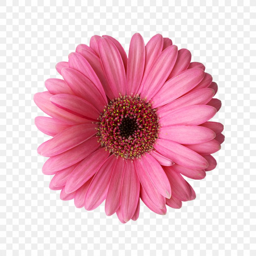 Transvaal Daisy Rose Flower Common Daisy Clip Art, PNG, 1000x1000px, Transvaal Daisy, Annual Plant, Aster, Chrysanths, Common Daisy Download Free