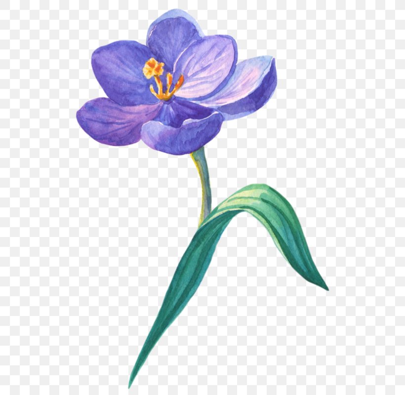 Blue Iris Flower, PNG, 544x800px, Crocus, Albom, Botany, Colorado Blue Columbine, Columbine Download Free
