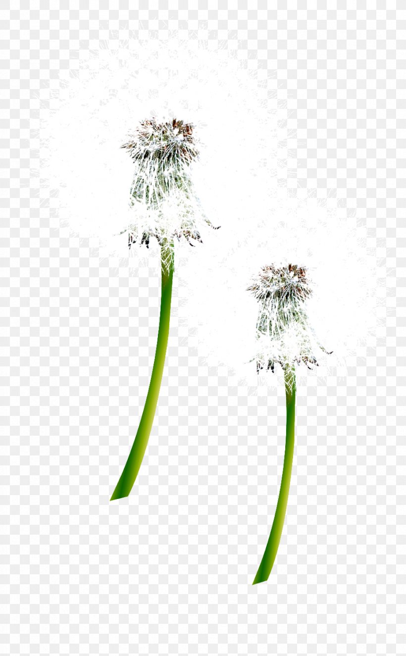 Dandelion Plant Flower Google Images, PNG, 928x1500px, Dandelion, Flora, Floral Design, Flower, Google Images Download Free