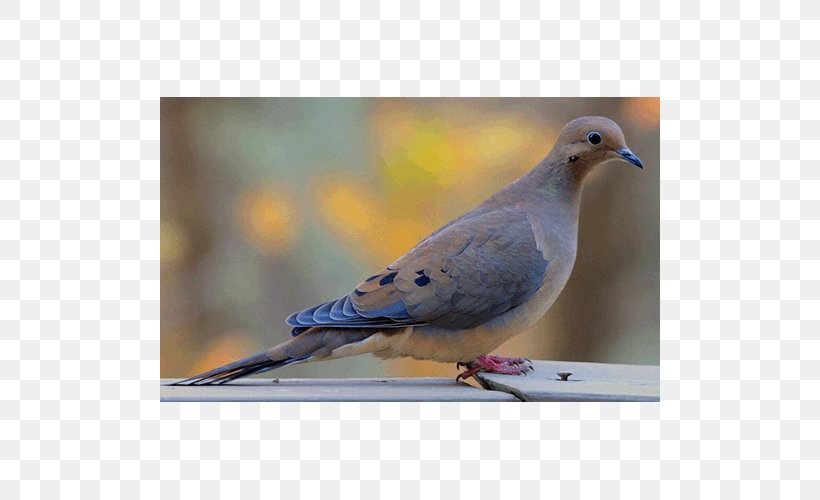 Stock Dove Columbidae Zenaida Doves Fauna Feather, PNG, 500x500px, Stock Dove, Beak, Bird, Clan, Columbidae Download Free