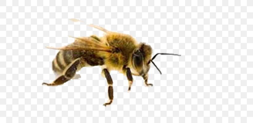 Western Honey Bee Insect Bee Sting Beehive, PNG, 700x400px, Western Honey Bee, Arthropod, Bee, Bee Removal, Bee Sting Download Free