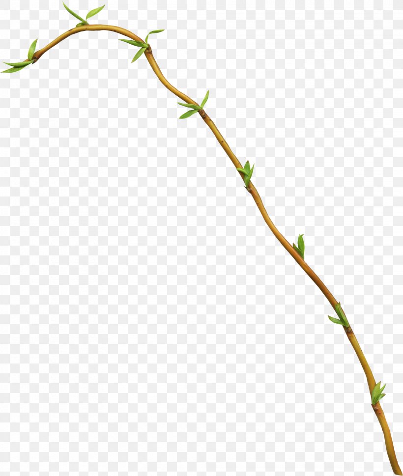 Leaf Branch Bud Clip Art, PNG, 1977x2337px, Leaf, Branch, Bud, Flora, Flower Download Free