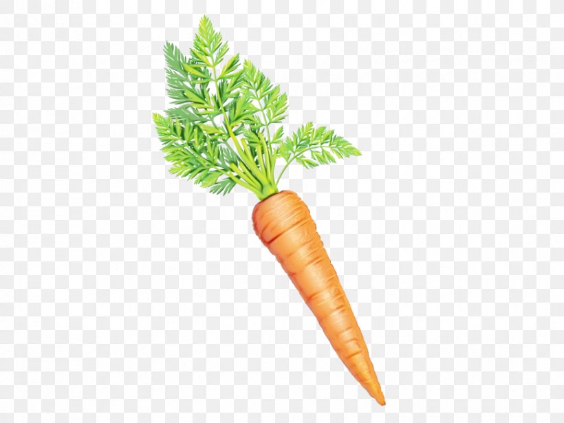 Carrot Cartoon, PNG, 866x650px, Carrot, Arracacia Xanthorrhiza, Baby Carrot, Cauliflower, Cuisine Download Free