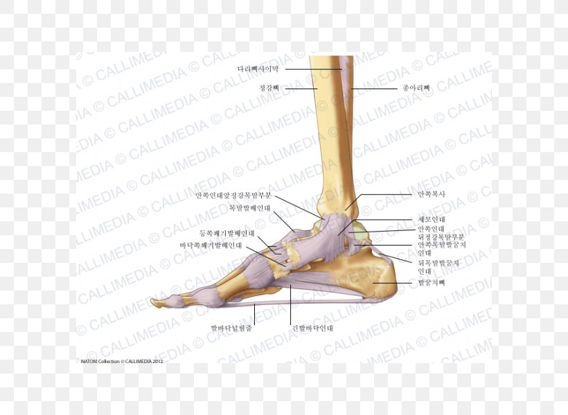 Finger Foot Deltoid Ligament Anatomy, PNG, 600x600px, Watercolor, Cartoon, Flower, Frame, Heart Download Free