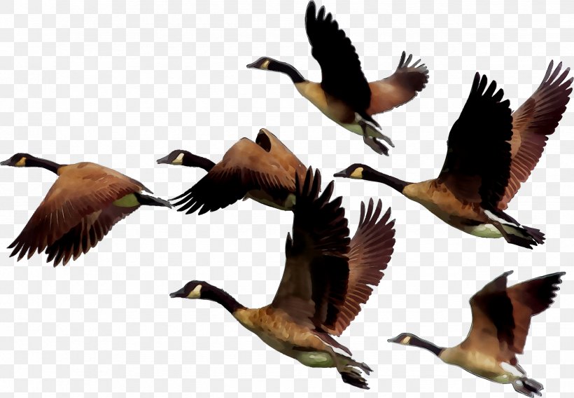 Goose Bird Clothing Accessories Buckle Duck, PNG, 2550x1767px, Goose, Animal Migration, Beak, Belt, Belt Buckles Download Free