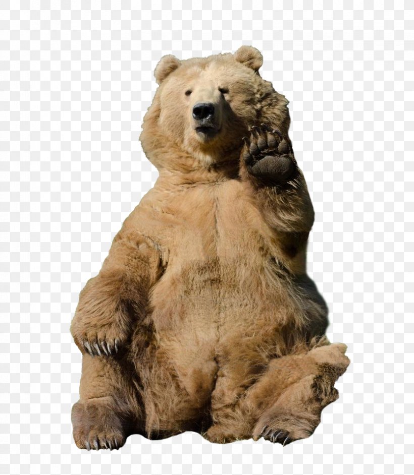 Grizzly Bear Rebrn.com Fur Animal, PNG, 835x960px, Grizzly Bear, Animal, Bear, Brown Bear, Carnivoran Download Free