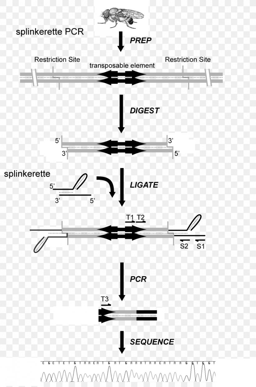 Inverse Polymerase Chain Reaction Transposable Element P Element Enhancer Trap, PNG, 940x1418px, Transposable Element, Agarose Gel Electrophoresis, Black And White, Common Fruit Fly, Diagram Download Free