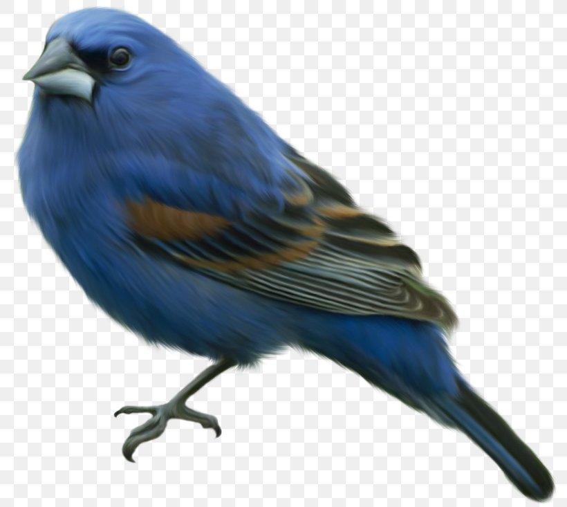 Eastern Bluebird Domestic Canary Finches, PNG, 800x733px, Bird, American Sparrows, Beak, Bluebird, Bluebird Of Happiness Download Free