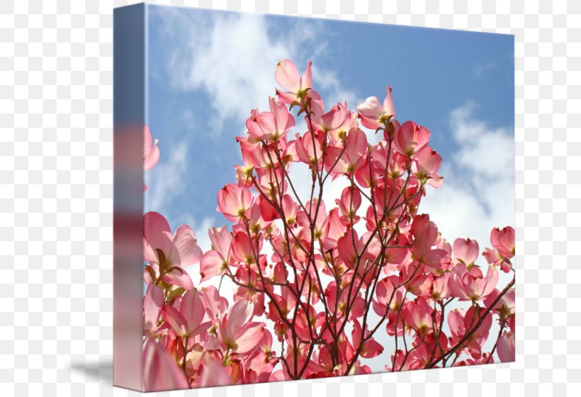 Flowering Dogwood Canvas Print Art Printing, PNG, 650x560px, Flowering Dogwood, Art, Blossom, Branch, Canvas Download Free