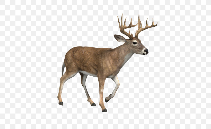 Reindeer, PNG, 500x500px, Reindeer, Antler, Deer, Elk, Fawn Download Free