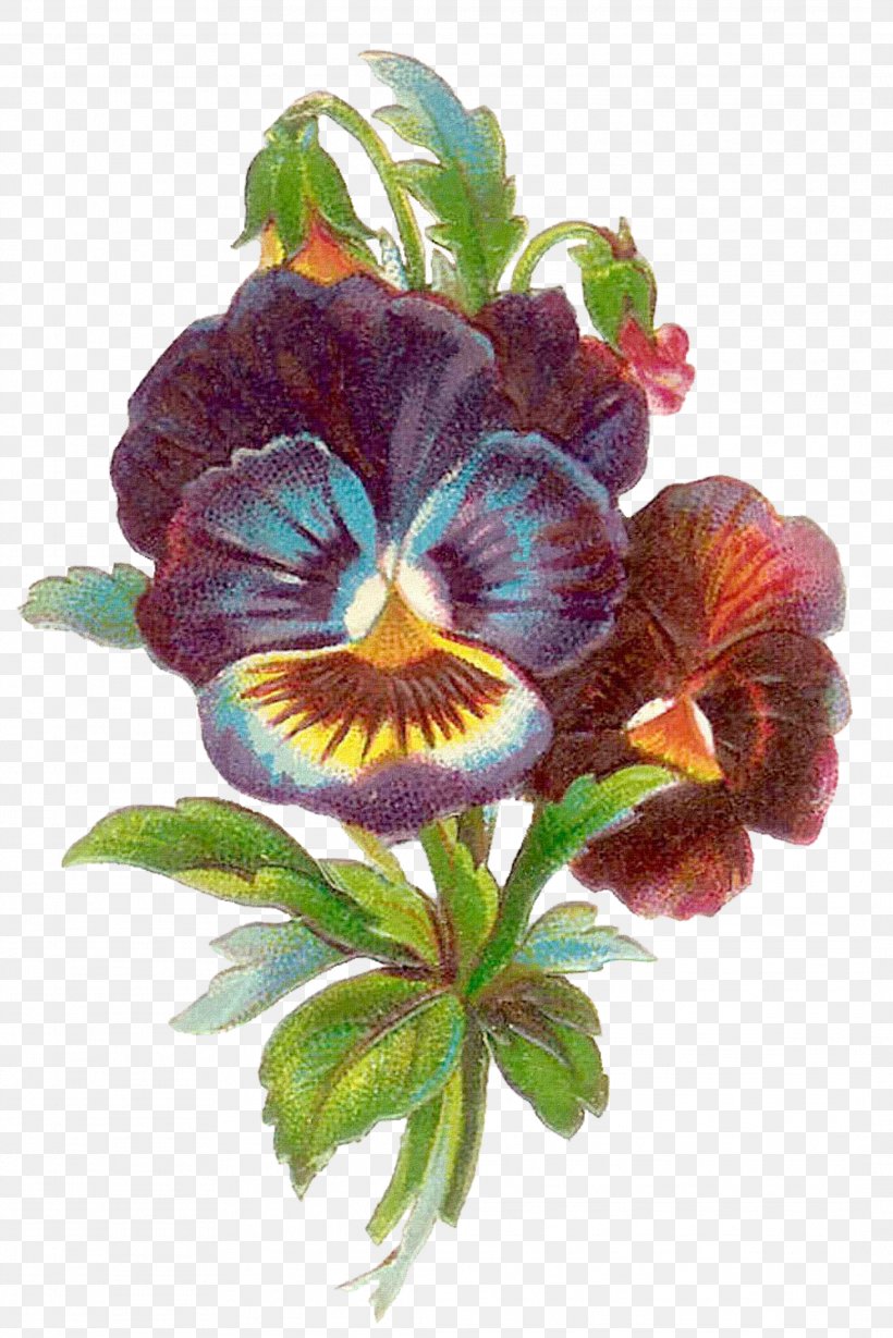 Pansy Antique Flower Clip Art, PNG, 2127x3189px, Pansy, Antique, Cut Flowers, Flower, Flowering Plant Download Free