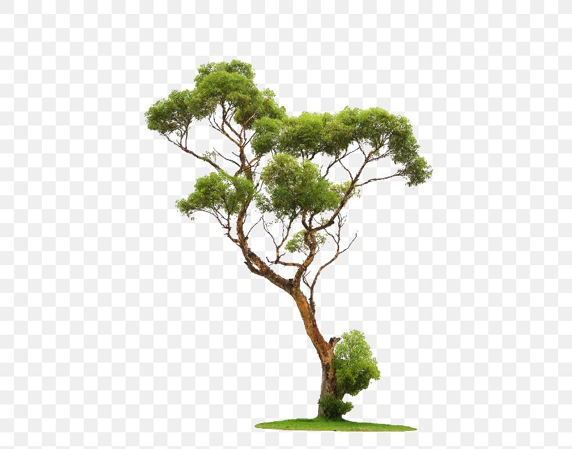 Tree Clip Art, PNG, 480x644px, Tree, Architectural Rendering, Branch, Evergreen, Flowerpot Download Free