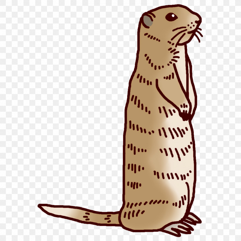 Whiskers Cat Beaver Seals Mustelids, PNG, 1400x1400px, Whiskers, Beaver, Cat, Mustelids, Seals Download Free