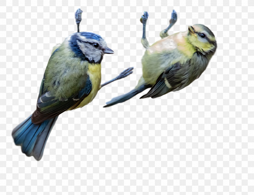 Finches Parakeet Beak Chickadee, PNG, 1874x1440px, Finches, Beak, Chickadee, Parakeet Download Free