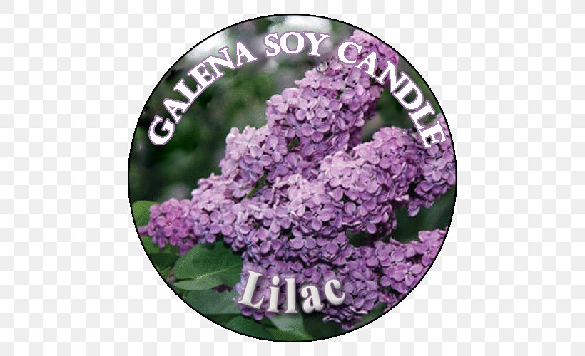 Lilac Hydrangea Pelletizing Lime Pound, PNG, 500x500px, Lilac, Flower, Flowering Plant, Hydrangea, Hydrate Download Free