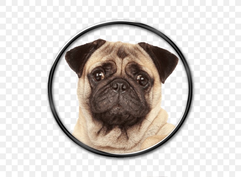 Pug Puppy Stock Photography Portrait, PNG, 600x600px, Pug, Breed, Carnivoran, Dog, Dog Breed Download Free