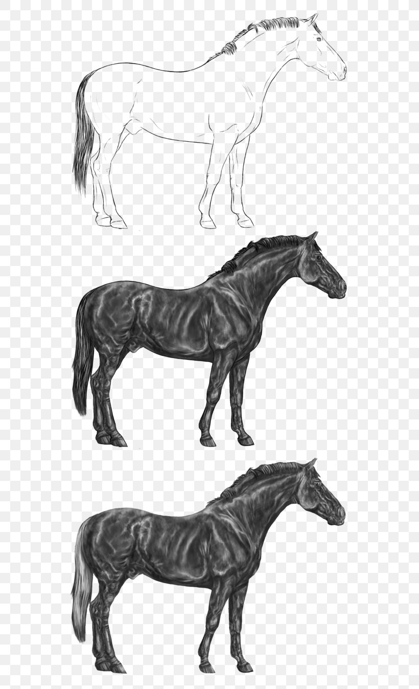 Royalty-free Fotolia Mustang Pony, PNG, 593x1347px, Royaltyfree, Art, Black And White, Carnivoran, Deviantart Download Free