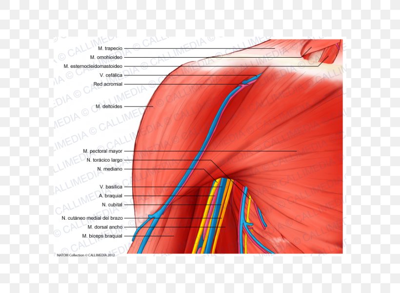 Shoulder Deltoid Muscle Nerve Anatomy, PNG, 600x600px, Watercolor, Cartoon, Flower, Frame, Heart Download Free