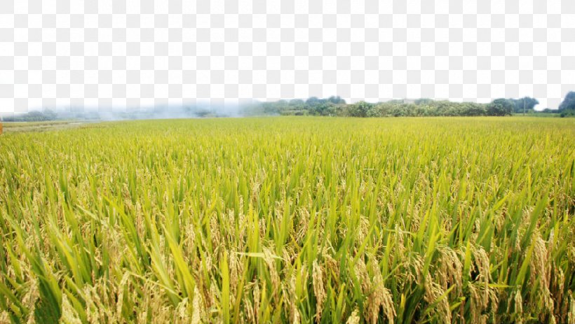 Agriculture Paddy Field Crop, PNG, 900x509px, Agriculture, Commodity, Crop, Cultivator, Energy Download Free