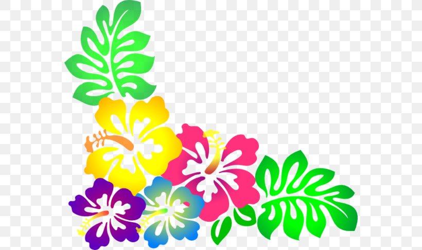 Cuisine Of Hawaii Hawaiian Flower Clip Art, PNG, 570x486px, Hawaii, Aloha, Artwork, Cuisine Of Hawaii, Cut Flowers Download Free
