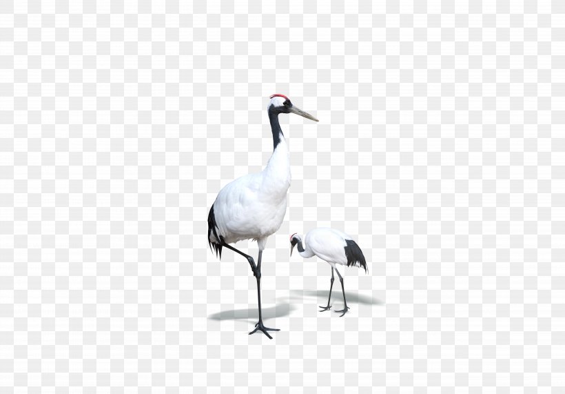 Red-crowned Crane Bird Goose, PNG, 5068x3532px, Crane, Beak, Bird, Crane Like Bird, Ducks Geese And Swans Download Free