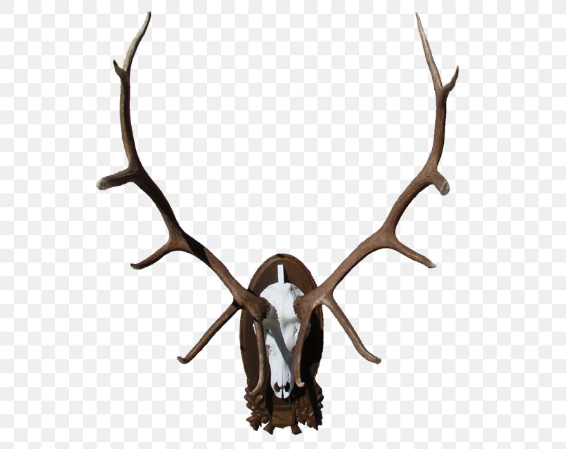 Elk Deer Moose Horn Antler, PNG, 557x650px, Elk, Antler, Deer, Hide, Horn Download Free