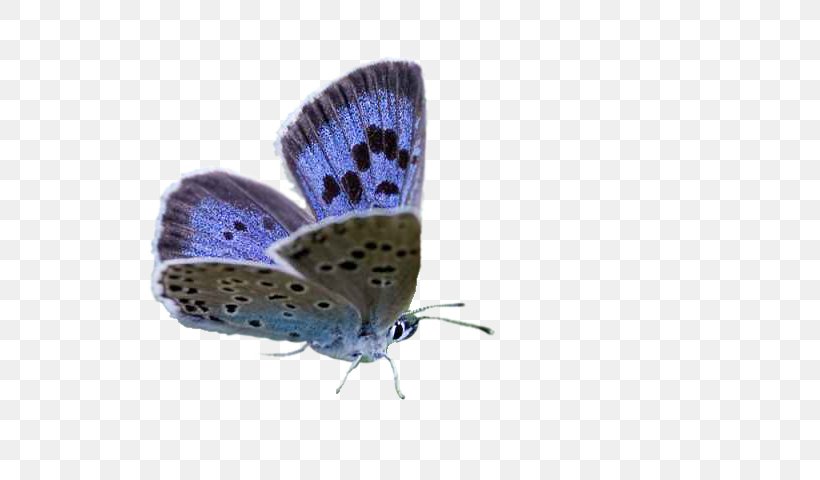 Gossamer-winged Butterflies Brush-footed Butterflies Butterfly Moth, PNG, 640x480px, Gossamerwinged Butterflies, Art, Arthropod, Artist, Brush Footed Butterfly Download Free