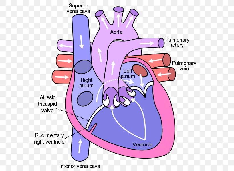 Heart Valve Atrium Anatomy Diagram, PNG, 600x600px, Watercolor, Cartoon, Flower, Frame, Heart Download Free
