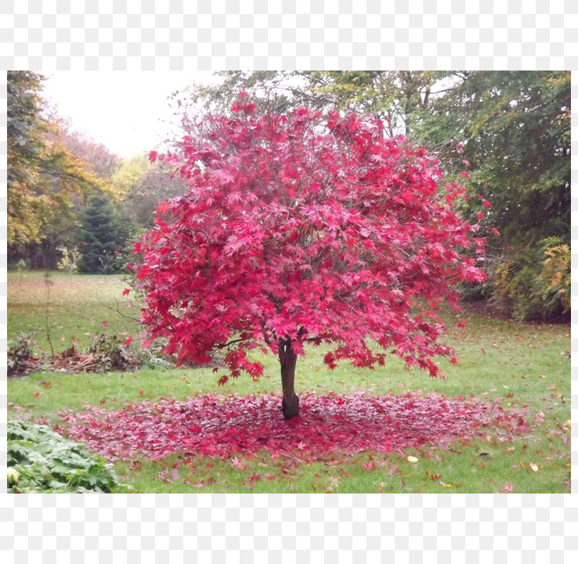 Japanese Maple Red Maple Tree Garden Green, PNG, 800x800px, Japanese Maple, Autumn, Blossom, Bonsai, Color Download Free