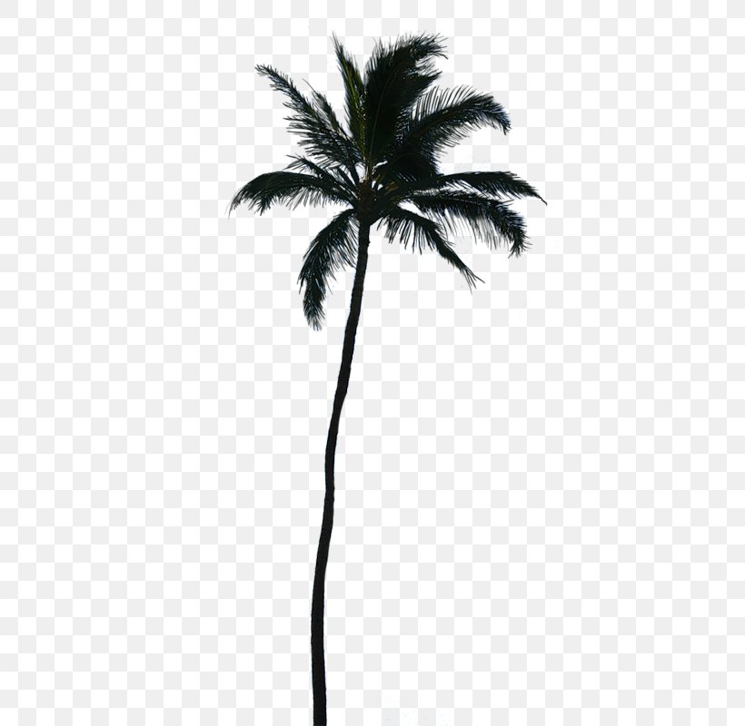 Palm Trees Clip Art Sabal Palm Palm Branch Coconut, PNG, 434x800px, Palm Trees, Areca Palm, Arecales, Asian Palmyra Palm, Black And White Download Free