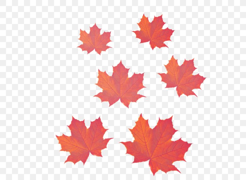 Maple Leaf, PNG, 600x600px, Leaf, Black Maple, Deciduous, Maple, Maple Leaf Download Free